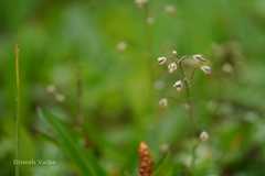 Thalictrum alpinum